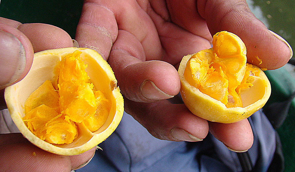 معرفی و راهنمای پرورش درختان میوه - درخت گل سوزنی